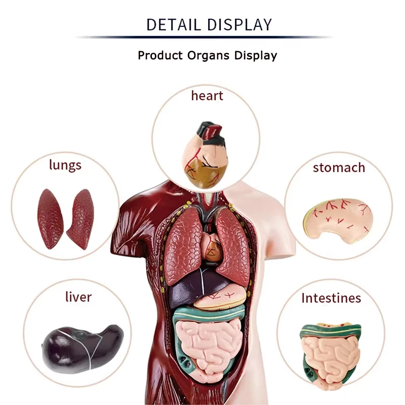 3D Human Anatomy Organ Teaching Aids Torso Model Simulation Human Body Model Set Children Early Learning Educational Toys