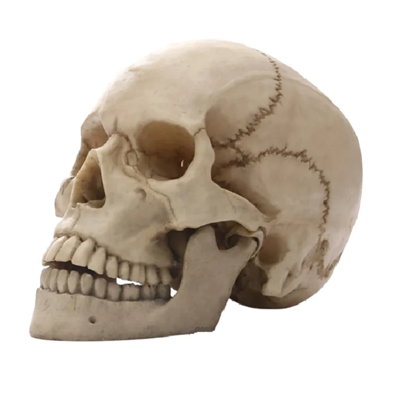 Human Skull Statue for Home Decor Resin Figurines Halloween Decor Sculpture Medical Teaching Sketch Model Crafts