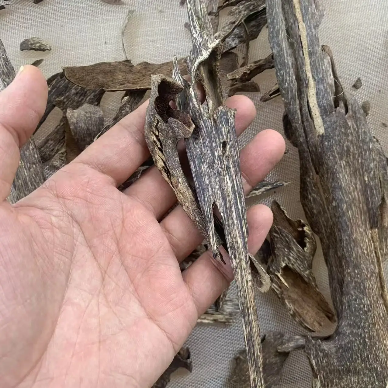 المحافظ الكمبودي النمل العود الكمبودي العربي عود بخور رائحة حلوة للغاية عند حرق