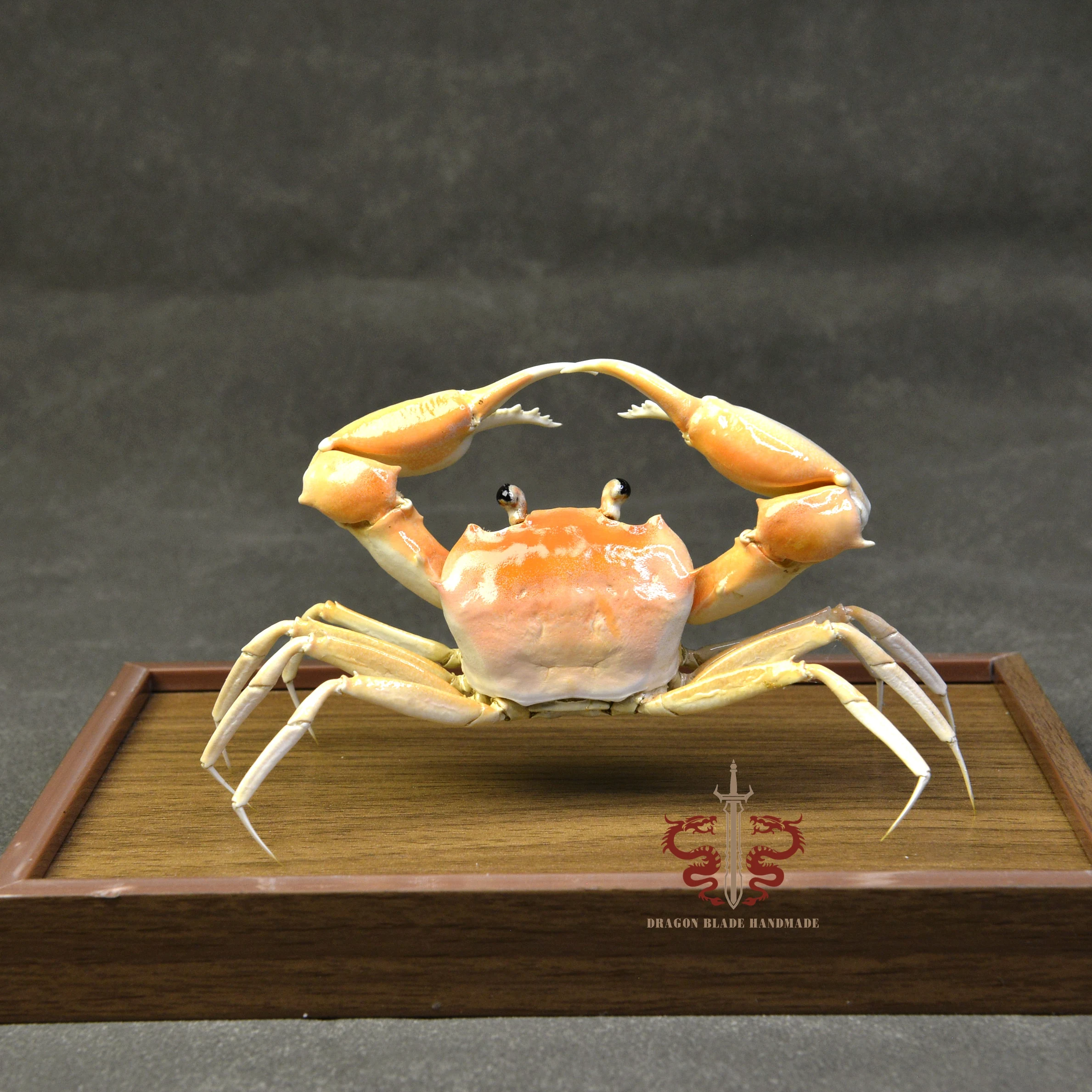 Crab specimen Goneplacinae MacLeay, museum-quality taxidermy display box, Collection Home Decor Ornament Desk Decoration