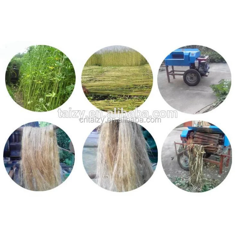 آلة تزيين ألياف الجوت السيزال لاستخراج الجلد من كيناف #3