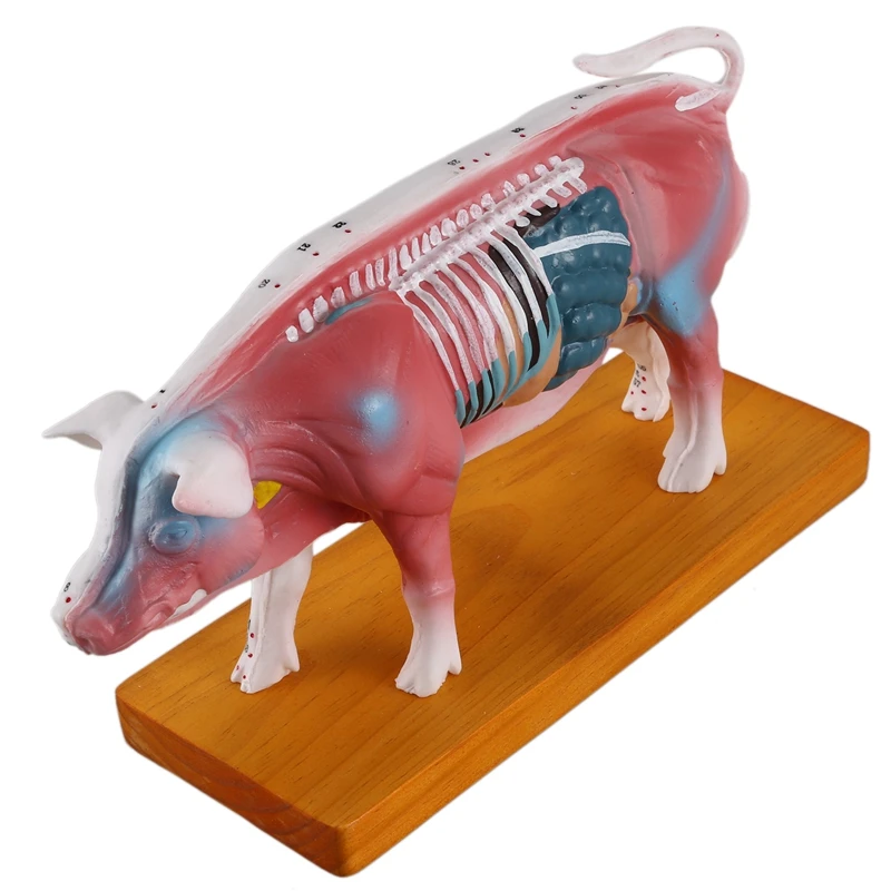 Acupuncture Pig Model Veterinary Acupuncture Animal Anatomy Model Educational Training Aid