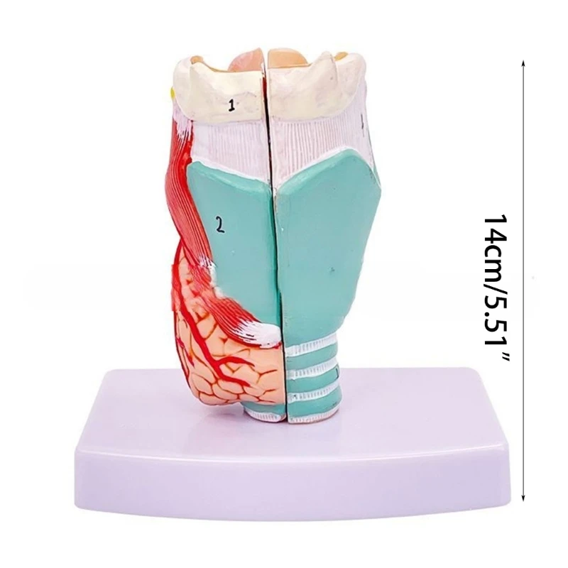 Life Size Larynx Anatomical Model Anatomical Model Throat Anatomy Model Human Organs Teaching Prop