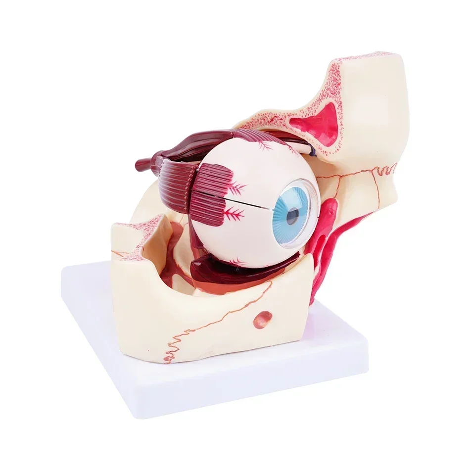 

Высококачественная биология, 3-кратная модель для увеличения человеческого глаза, гигантская анатомия, орбитальное очное яблоко, 10 частей, анатомическая для научного обучения