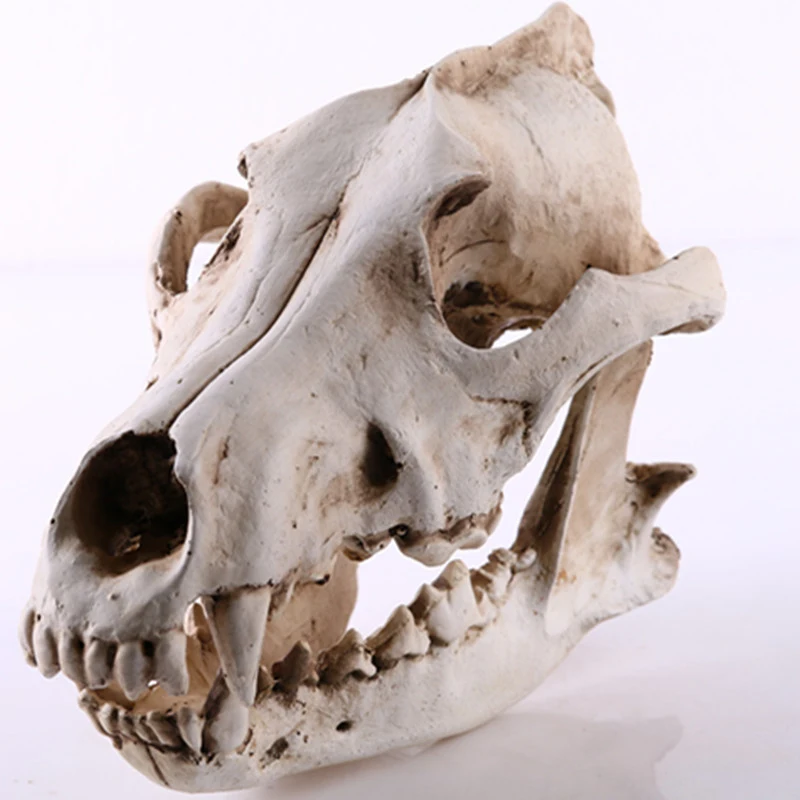 Resin Wolf Skull Decoration Wolf Skull Model Statues Process Film Props Collection Handicrafts Home Garden Desk Ornament