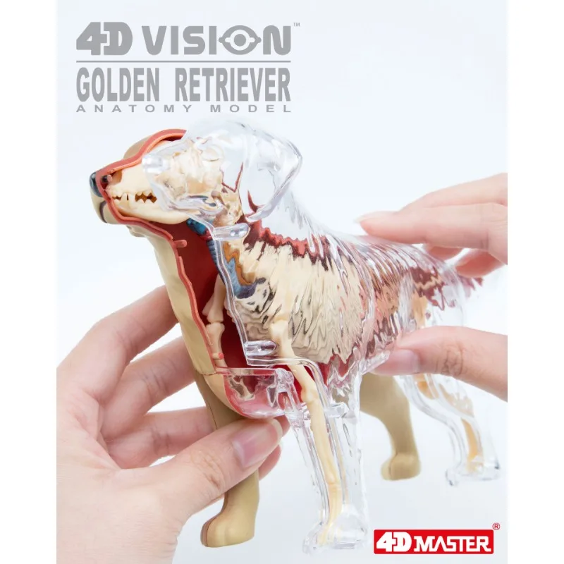 4D Vision Golden Retriever Organ Anatomy Model Sea Animal Puzzle Toys for Kids and Medical Students Veterinary Teaching Model