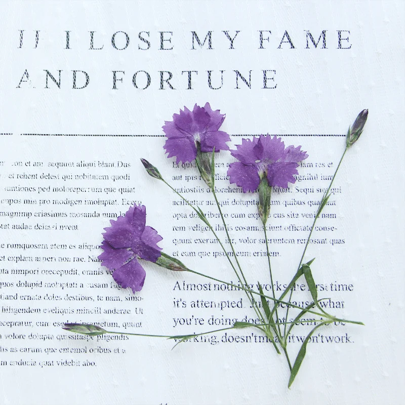 48Pcs Carnation Flowers with Stems, Pressed Flowers for Diy, Plant Specimens That Can Be Used as Bookmarks, Table Lamps, Candles, Silk Fans, Handmade Photo Frames, Specimen Resin Crafts