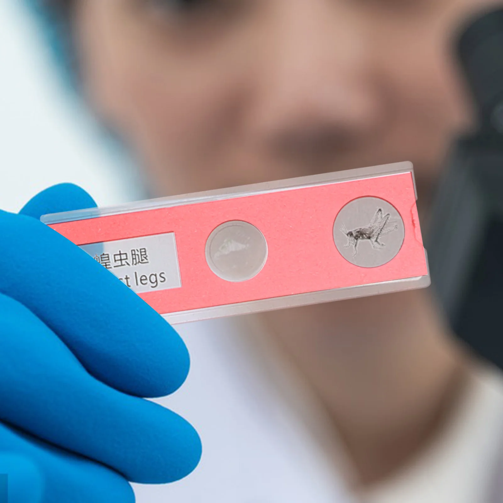 Set di 24 vetrini per microscopio per bambini, kit educativo per campioni biologici con piante, insetti, fiori, campioni per esperimenti scientifici