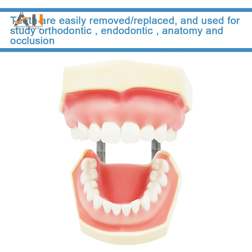 28/32 Teeth Model For Dental Technician Practice Training Jaw Typodont Standard Dental Model Teeth Teaching Model With Soft Gum