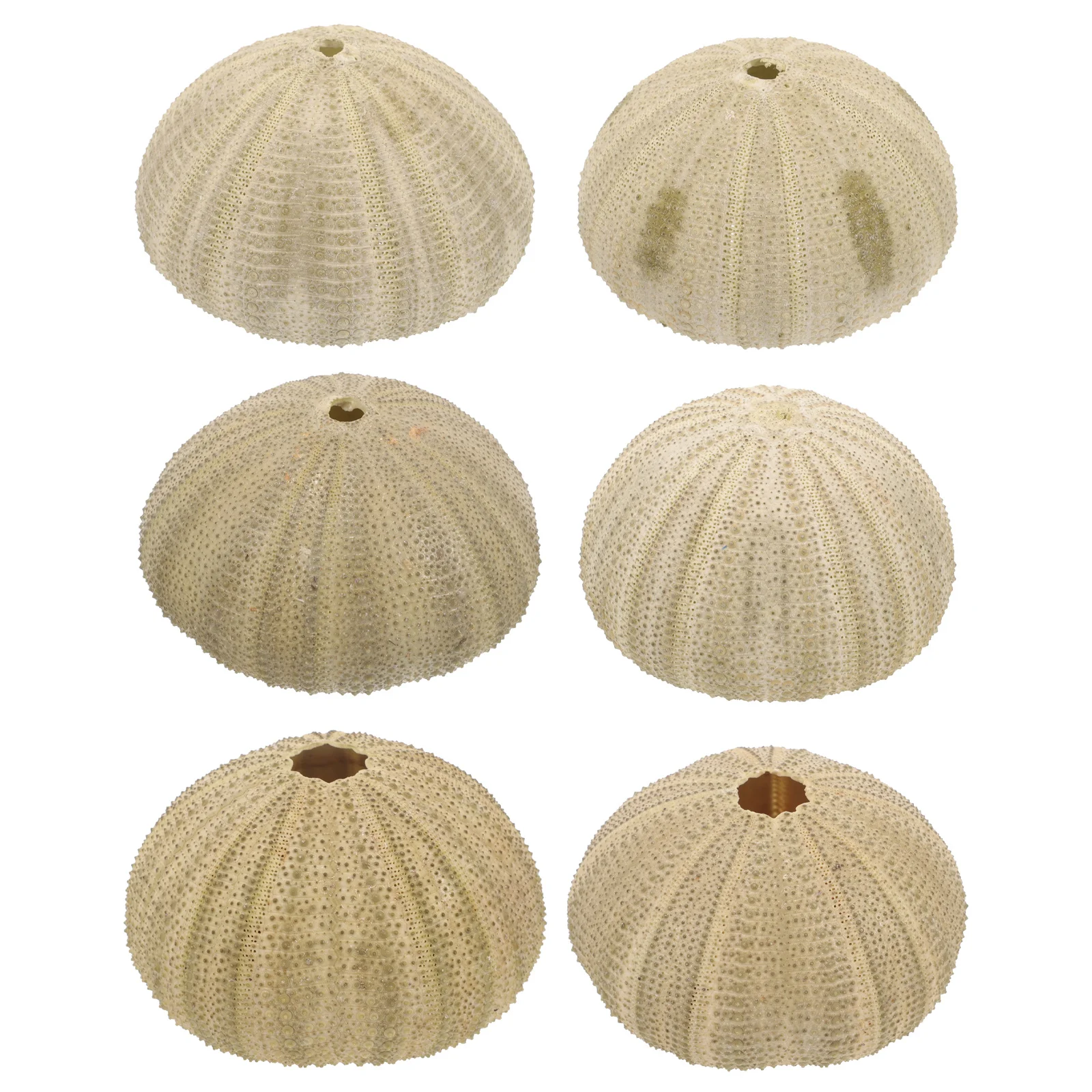 

6Pcs Natural Sea Urchin Shells for Crafts and Home Decor Exquisite Workmanship Sturdy Safe Decoration Delicate Appearance