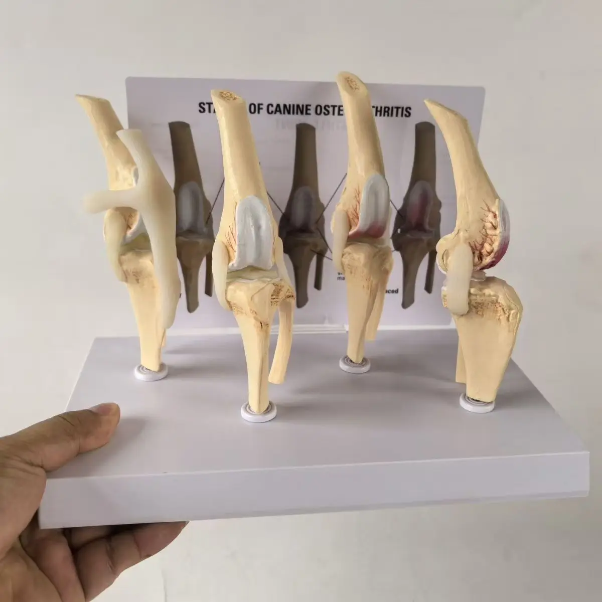 veterinaire-canine-artrose-4-stage-hond-knie-canine-hond-4-stage-knie-artritis-anatomie-anatomisch-model-skelet-wholesale