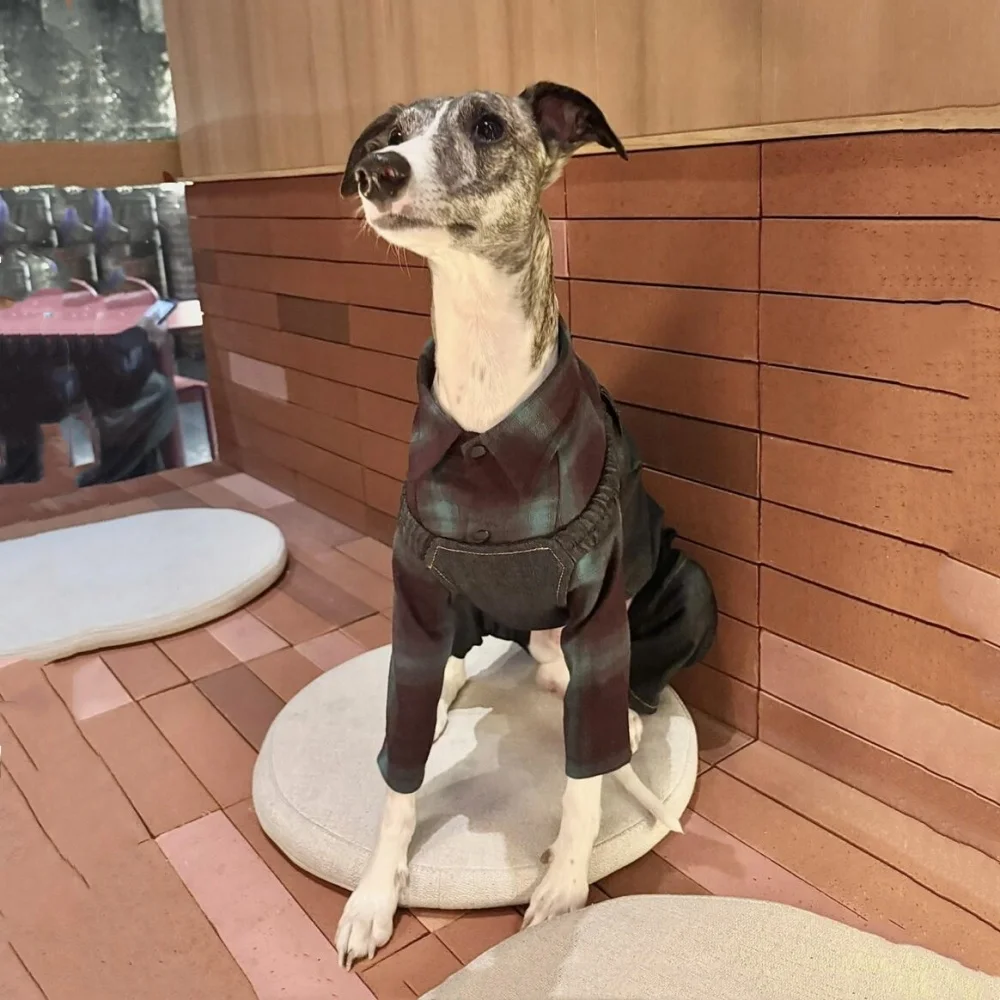 أنيقة طية صدر السترة الكلاسيكية منقوشة قميص ل WHIPPET في الربيع معطف القطن الناعم الكلية البريطانية على طراز GreyHound الإيطالي في الخريف