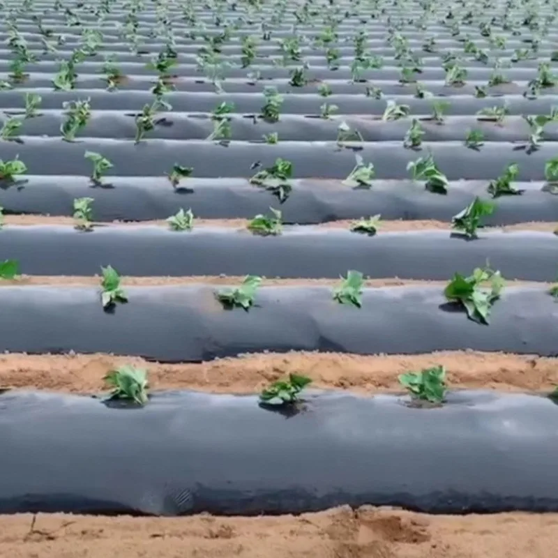 PE Mulch Film Weed Barrier Ground Cover for Garden, Silver Black Plastic Sheeting with Pre-Punched Holes, Waterproof and