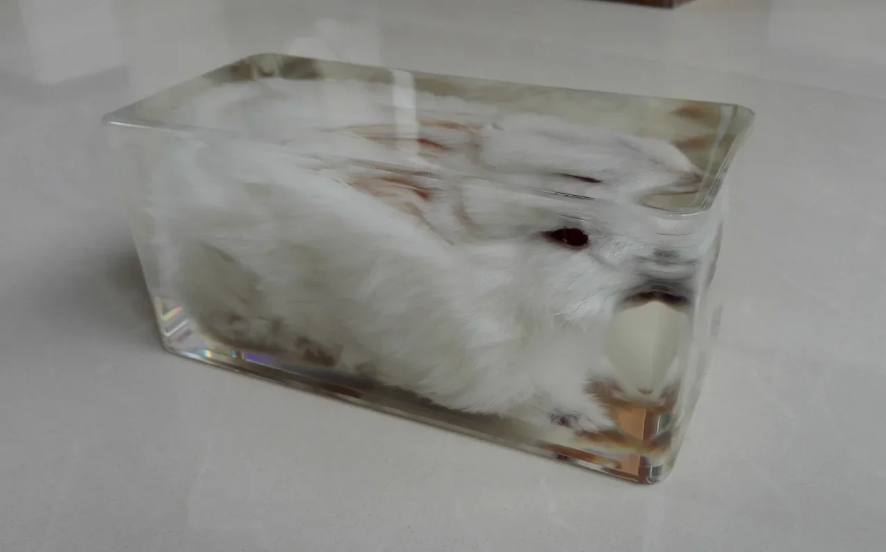 True Rabbit Appearance Specimen Transparent Resin Embedded Specimen Teaching Animal Specimens Teaching Tools