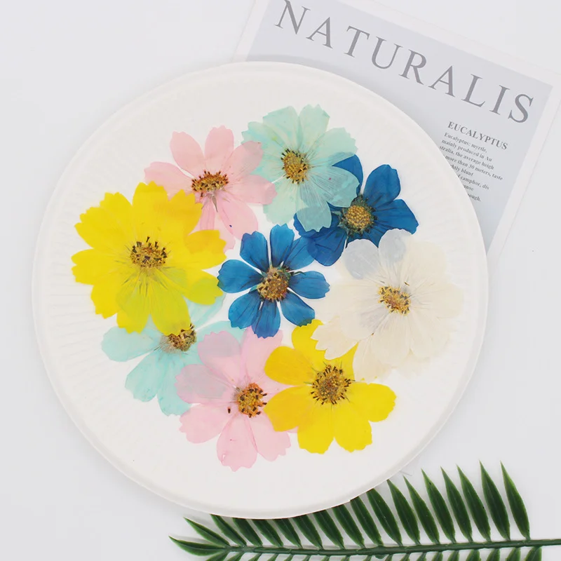 36Pcs Large Cosmos Flower Dried Flower Pressed Flower Materials DIY Real Flowers Plant Specimens Pressed Flower Bookmarks Creative Face Decoration Dried Flowers