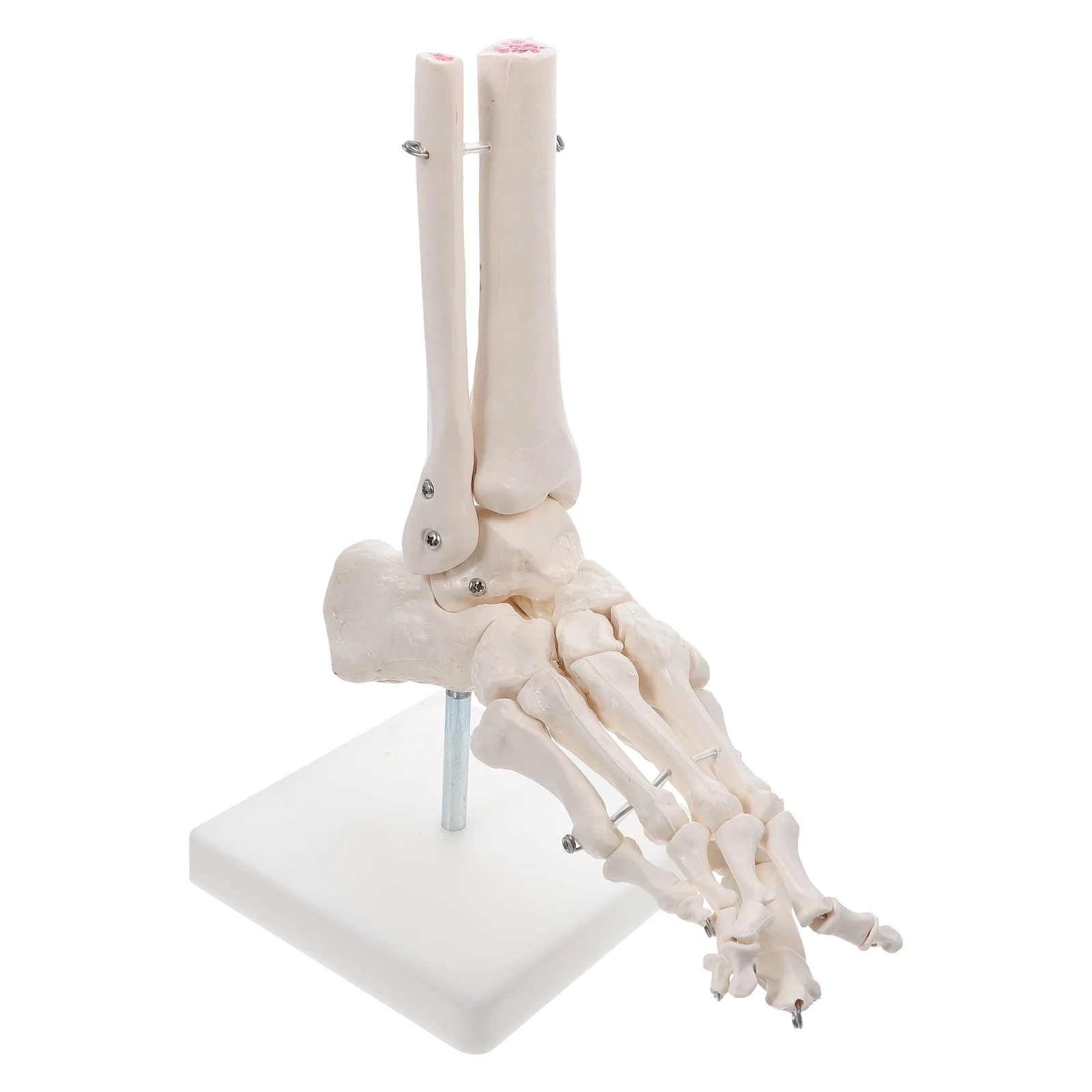 

Foot Joint Model for Study PVC Anatomical Human Body Plastic Ankle Bone