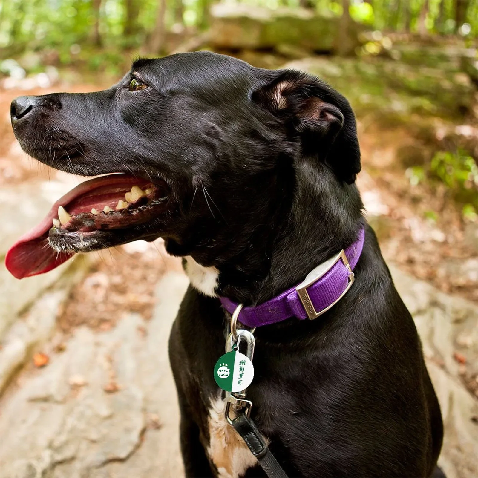 Aço inoxidável Pet Halter Colar Pingente, Israel Maccabi Haifa MHFC, F.C