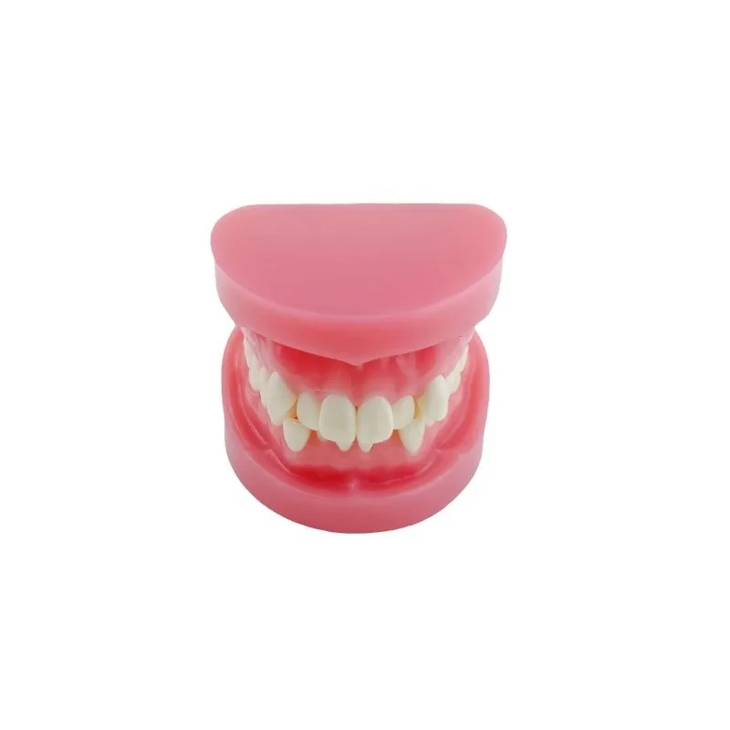 Misplaced Tooth Model  Model Orthodontic Teaching Model  Brackets Correction
