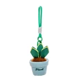 Snake Plant
