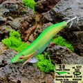 3.0 527 NEOGLOW