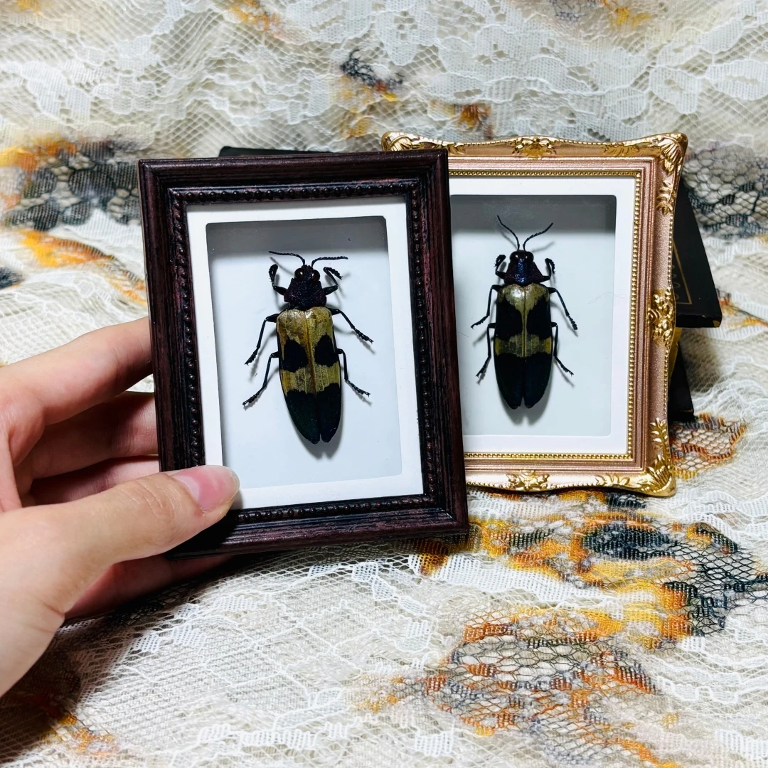 2192 Vintage Framed Beetle Handcrafted Shadow Box Art Gothic Curiosity Decor Desktop & Fridge Magnet Halloween Christmas Holiday