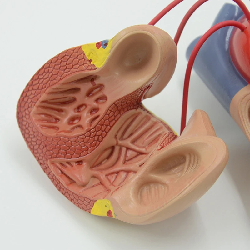 Human Heart Anatomy Model with Display Holder Base 1:1 Life Size for Cardiology Study Demonstrating Heart Bypass