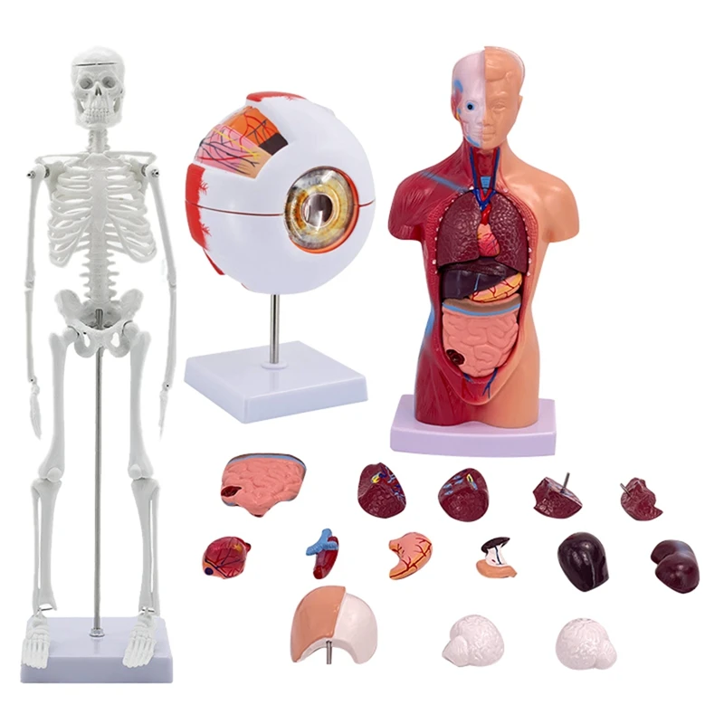 

Human Body, Skeleton, Eyeball, Half Size Skull With Brain Model Hands-On 3D Model Learning Tool For Students