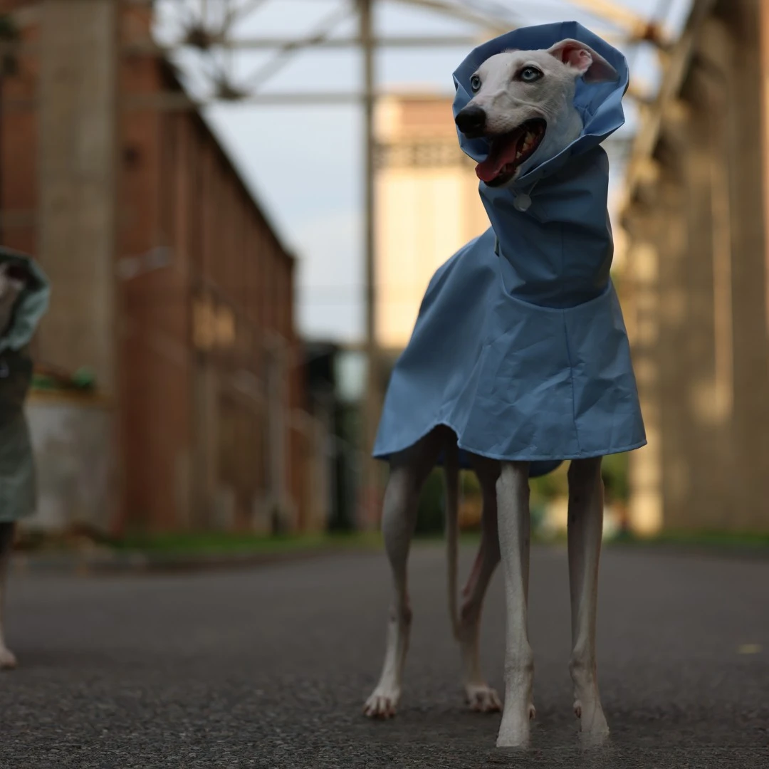 Einfarbiger Regenmantel für Italienische Windhunde und Whippets im Frühling und Sommer, Leichte, Taillenverstellbare, Winddichte Jacke für Hunde – Detail 21