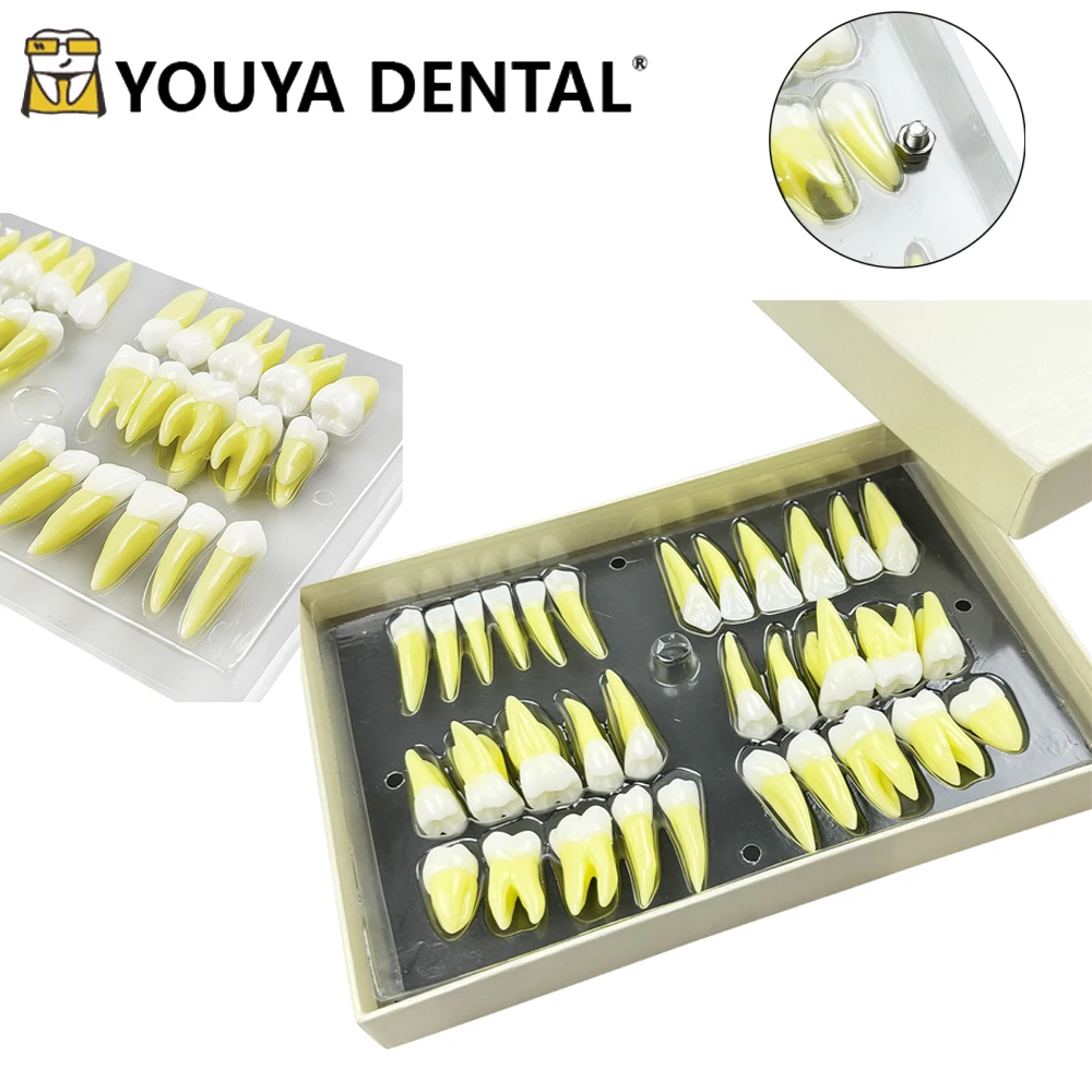 

32 шт./компл., 2,5x резная двухцветная изолированная модель зуба с постоянным зубом, трехмерная изолированная обучающая модель зуба