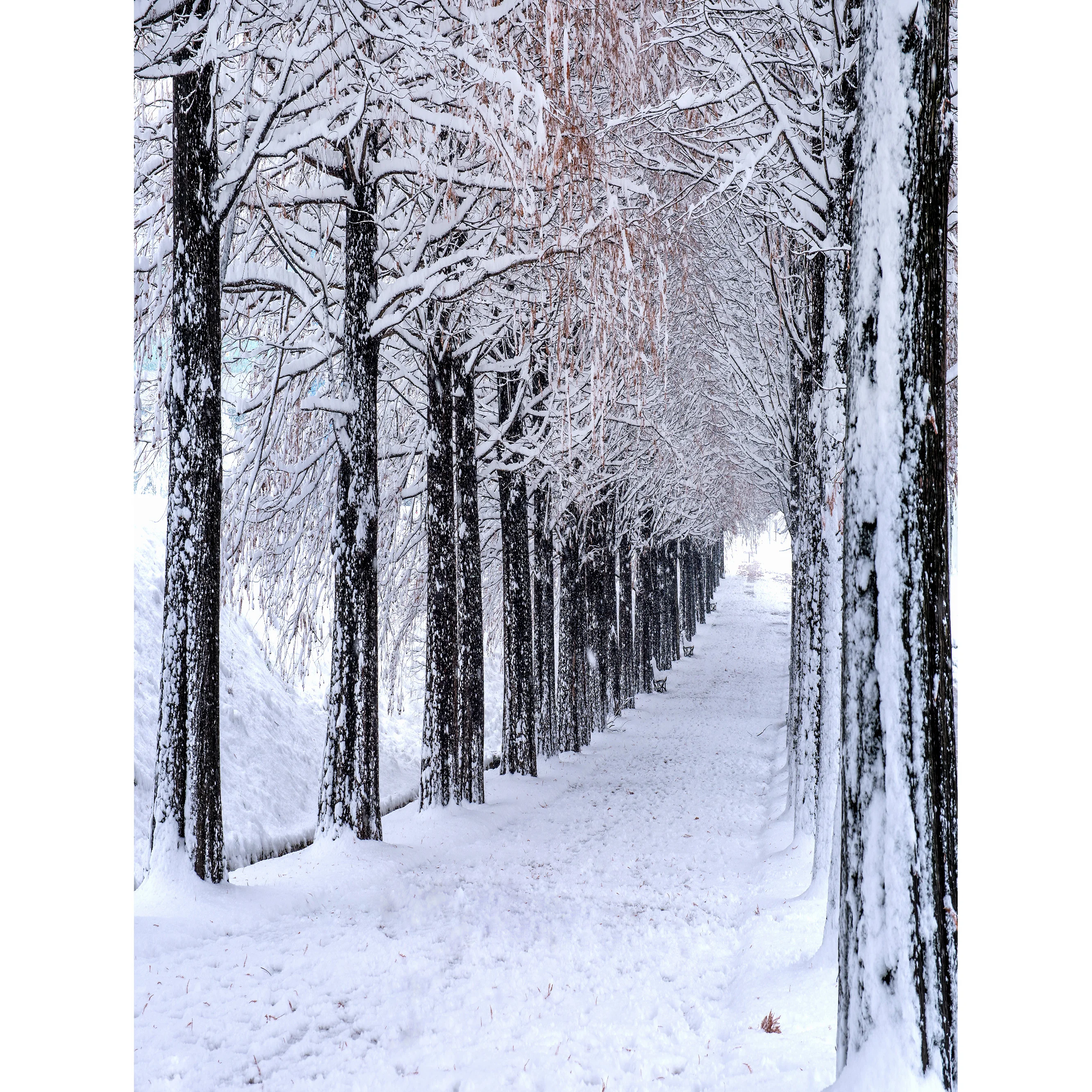 Winter Forest Fotografia Cenário, Snowcovered Road, Paisagem Snowflakes, Spruce Árvores, Photo Background, XD-18