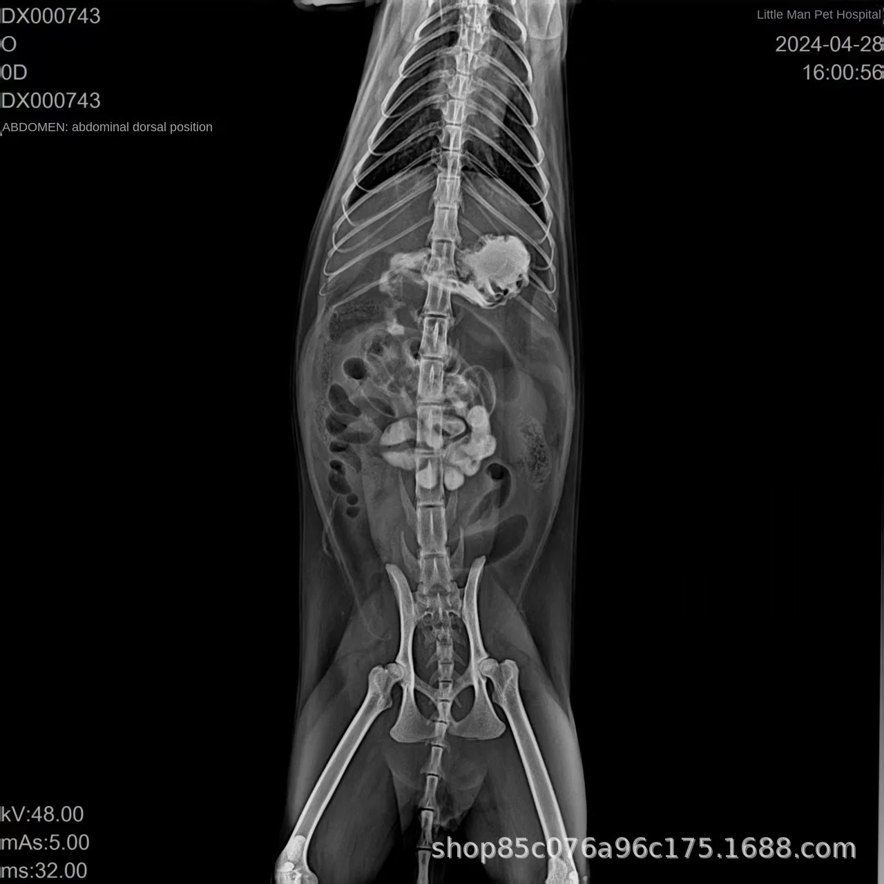 Equipment Model Ss33 for Cats and Dogs with Dynamic & Static DR Features Thermometer One Piece CN Veterinary X-ray Machine DR