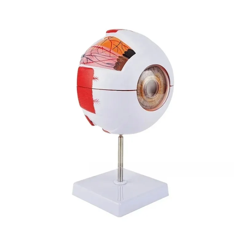 Eyeball Model Anatomical Eye Model Medical Learning and Teaching Instrument Medical Science Teaching Resources Eyelid 6 Times