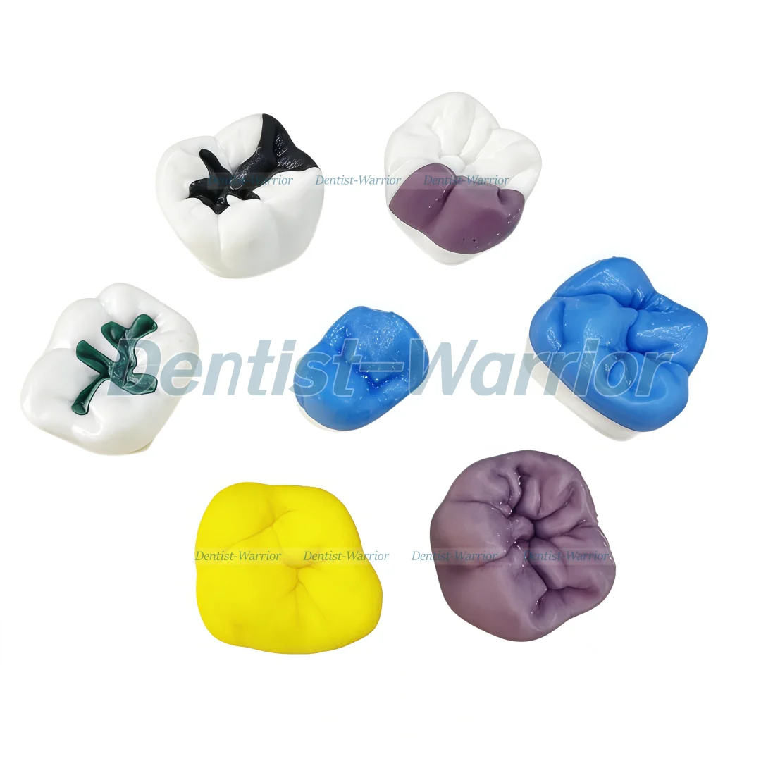 7 Tipos de Modelo Didático de - 3D Printing Dental avaliação e preço