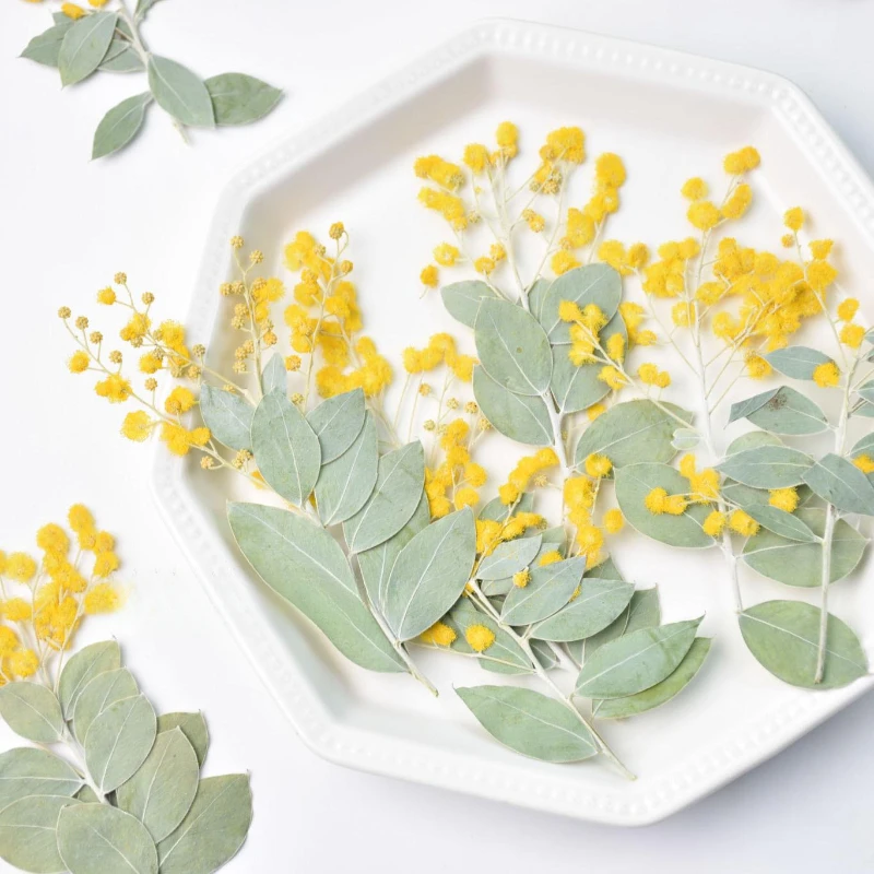 12pcs,Natural Acacia Branches with Leaves DIY Dry Flower Plant Photo Frame Phone Case Epoxy Jewelry Embossed Face Petal Makeup