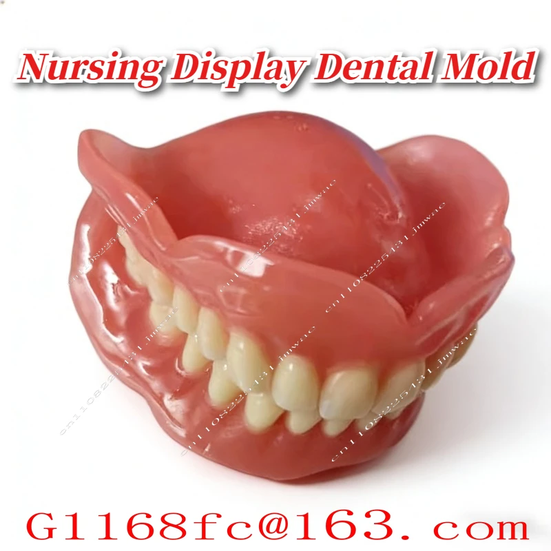 Used for Teaching Nursing Display, Dental Mold, Elderly Removable Denture Cleaning Demonstration
