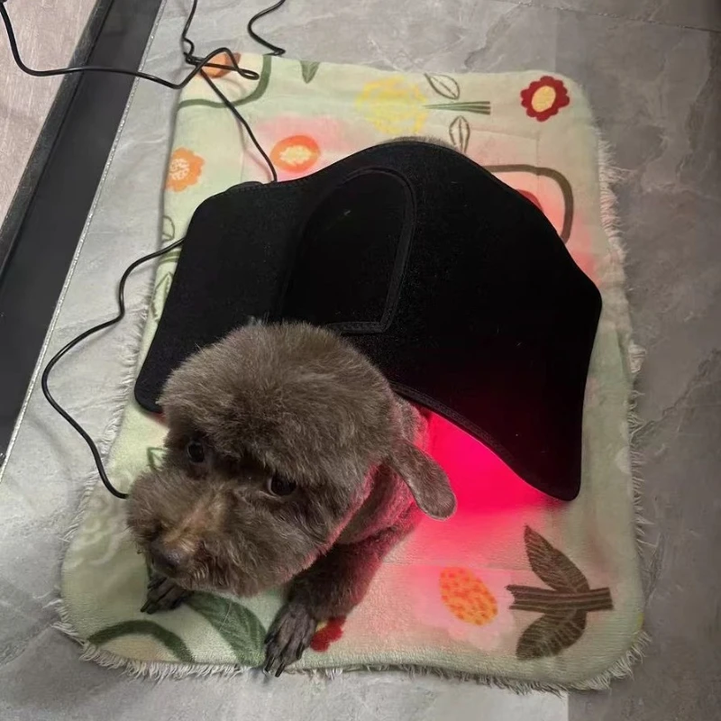 

vet laser for pets pain relief