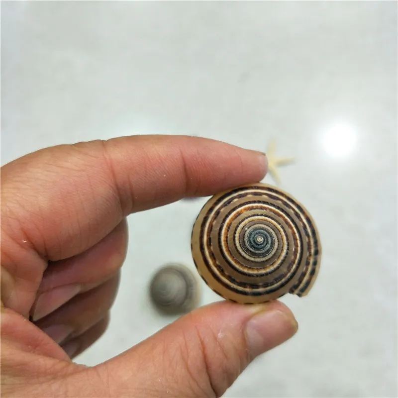 Architectonica perspectiva,Conch Shell Black Wire Wheel Screw, Home Fish Tank Deck Decoration, 3.5-4cm