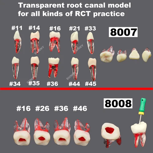 Imagen 1 del producto Modelo de enseñanza de dientes dentales, modelo de práctica de RCT, estudio de dientes de Canal radicular Dental, tipo klgore Nissin para llenado de preparación de cavidad
