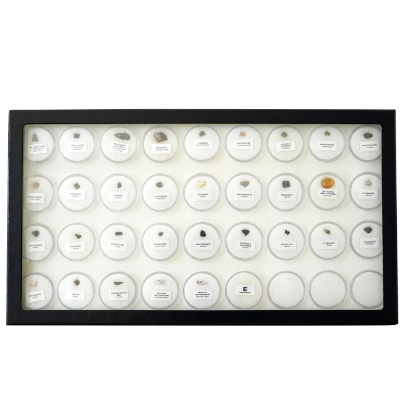 

Mini physical dinosaur fossil specimens real ornament collection