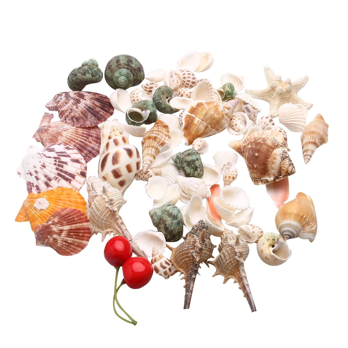 

300 G Conch Shell Set Seashell Ornaments Summer Natural Beach Mixed Seashells Decorations Ocean Themed Small Crafts Crafting