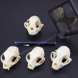 Colección exquisita de huesos de animales de calavera Real para artesanía, decoración del hogar, espécimen coleccionable, estudio, Regalos especiales DIY, 1, 5, 10 piezas