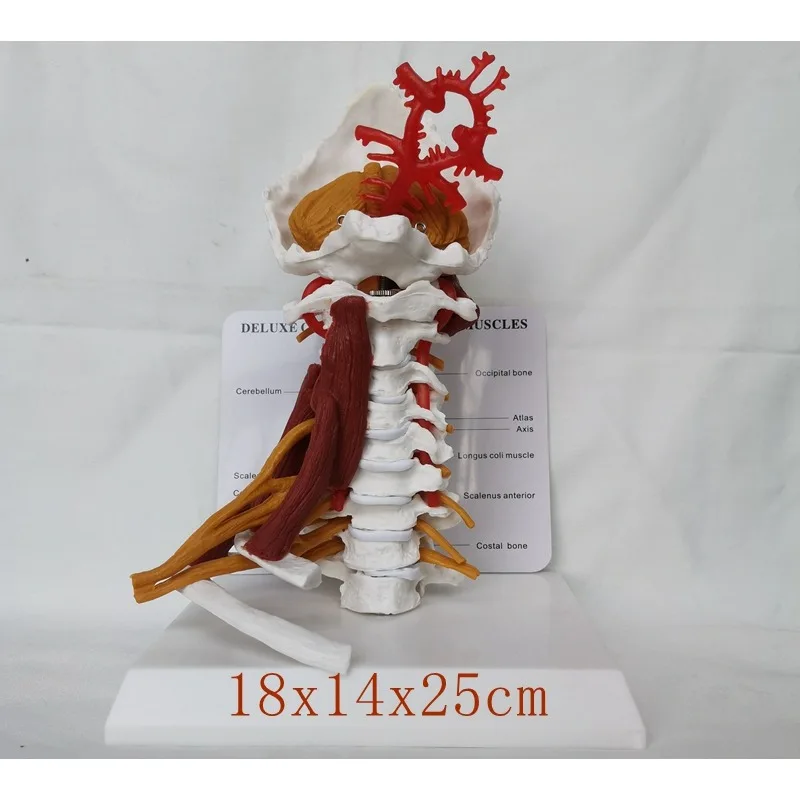 1:1 Life Sized Human Cervical Spine Anatomy Model with Muscle Nerve Brainstem Occipital Bone Medical Teaching BoneAids