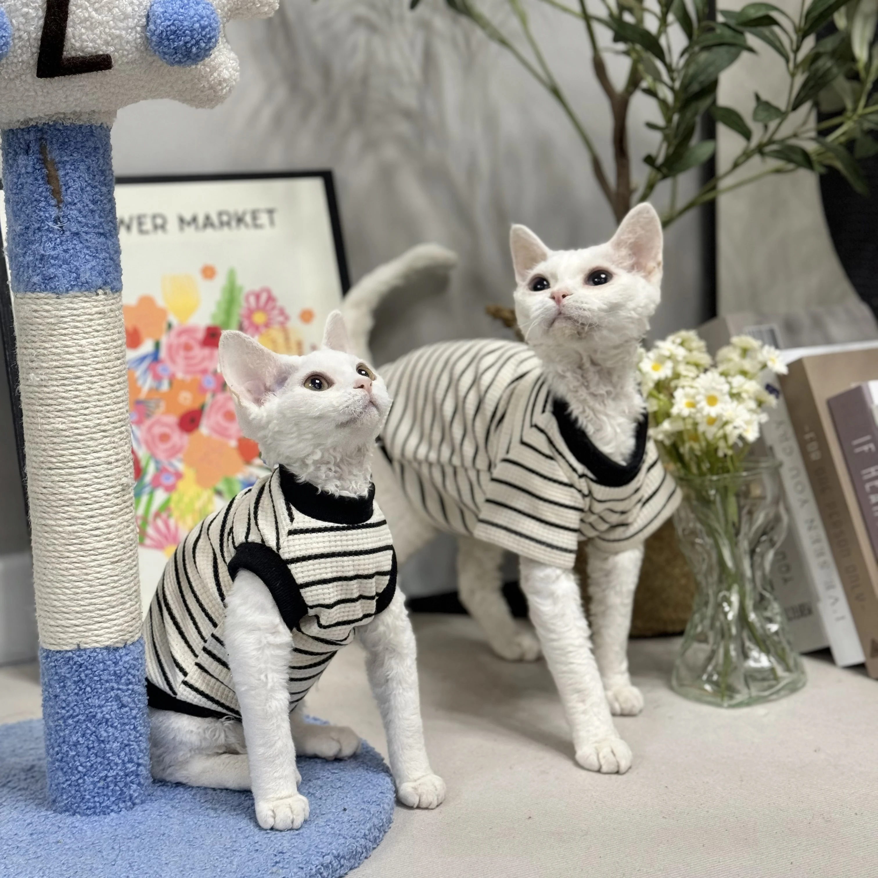 Soft Cotton T-Shirt for Sphynx Cat Summer Spring Short Sleeves Coat for Kittens Dogs Cartoon Stripe Loungewear for Devon Rex