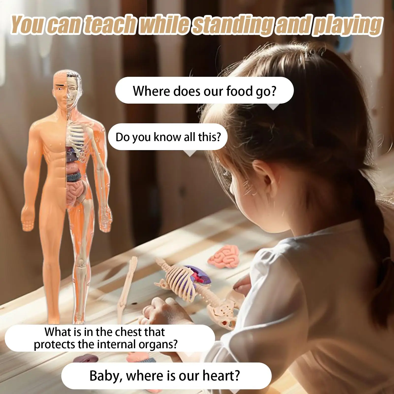 Human Skeleton Model For Anatomy 3D Human Torso Anatomical Model Assembly Educational Toys For Kids Ages 6 School Classroom