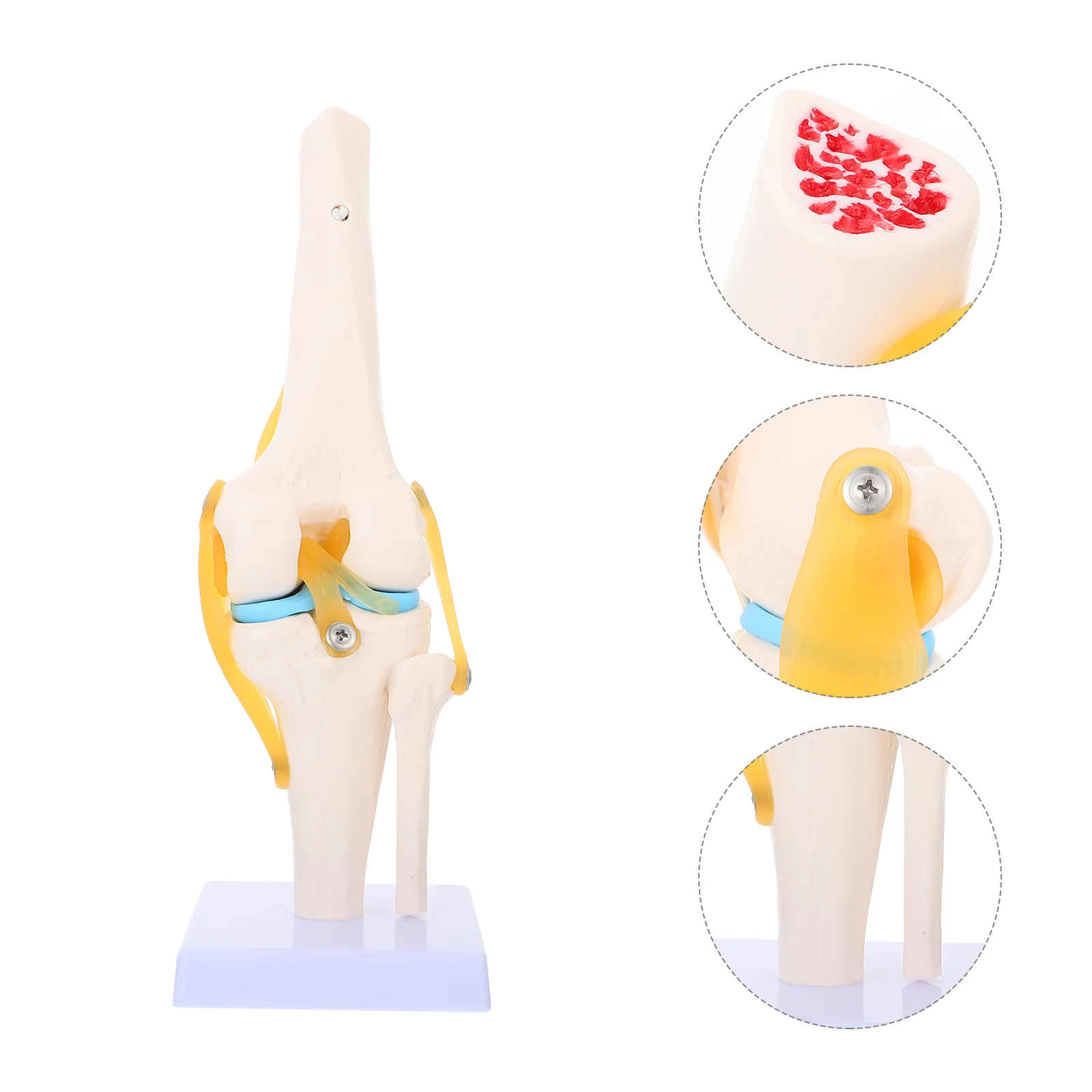 

Scientific Functional Knee Model Human Knee Joint Anatomy Model 1:1 Knee Joint Model Knee Joint Model