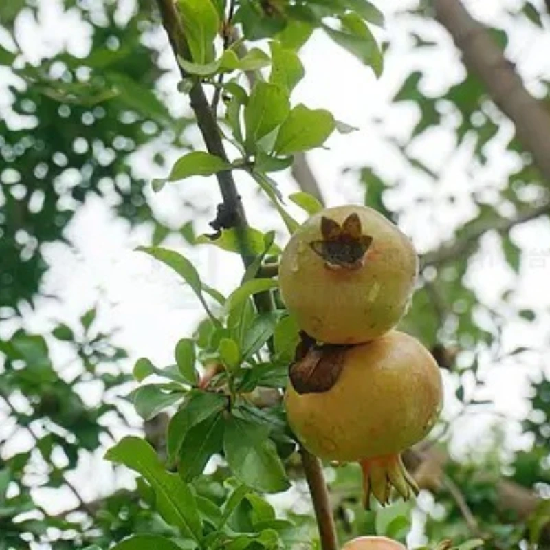 

JX B40 40kg 8.4V Brushless High Torque Short Body Full Metal Servo 1/8 1/10 Remote Control Car Servo RC