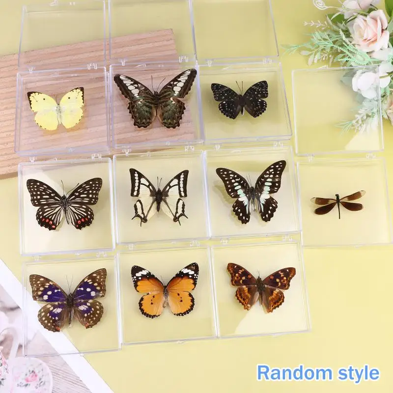 High Quality 1Pcs Insect Specimen Butterfly Specimen For Girls, Children's Day, Teachers Day, Exquisite Gifts, Home Decoration