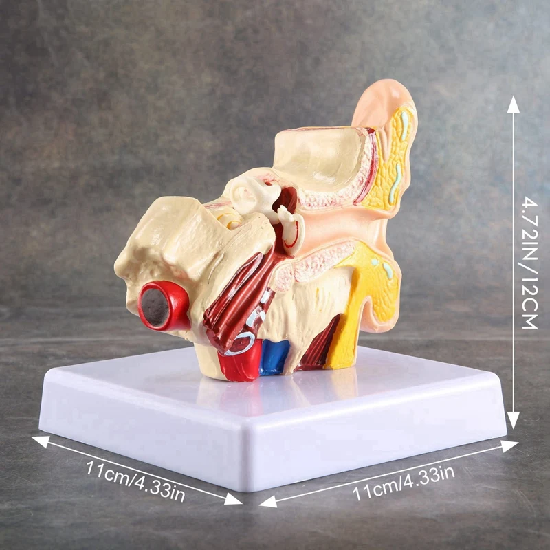2 Pcs 1.5X Human Ear Anatomy Model - Professional Desktop Inner Ear Structure Simulation Model For Education