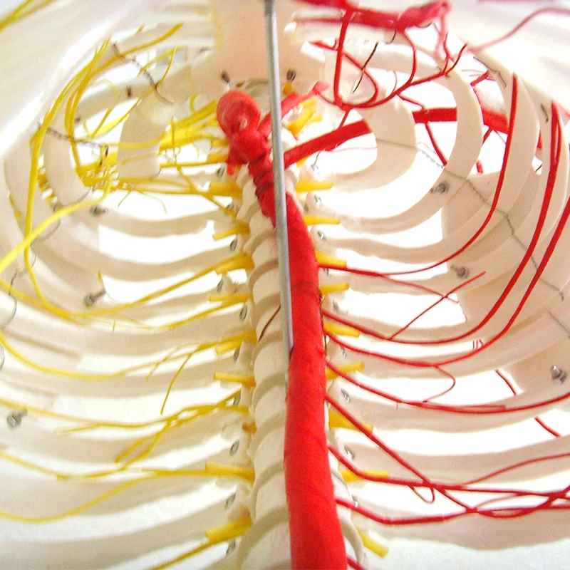 Lab Teaching Models Human 170cm Human Skeleton With Main Arteries and Spinal Nerves Skeleton of PVC