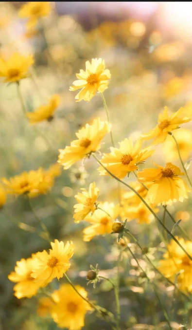 제품 재발행 링크 재발행 제품 링크